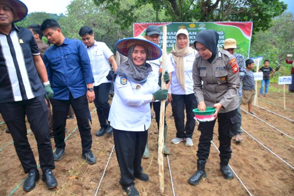 Bangga! Kabupaten Sinjai Terpilih Jadi Lokasi Strategis Program Jagung Nasional