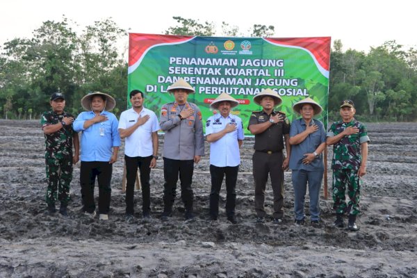 Bupati Pinrang dan Forkopimda Tanam Jagung Serentak Dukung Ketahanan Pangan Nasional