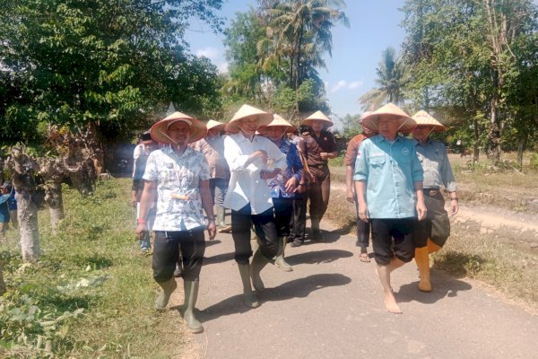 Tanam Padi IP 300, Pemkab Pangkep Mantapkan Ketahanan Pangan