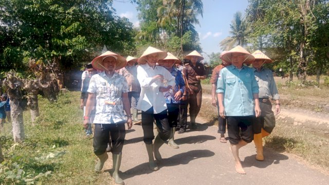 Tanam Padi IP 300, Pemkab Pangkep Mantapkan Ketahanan Pangan