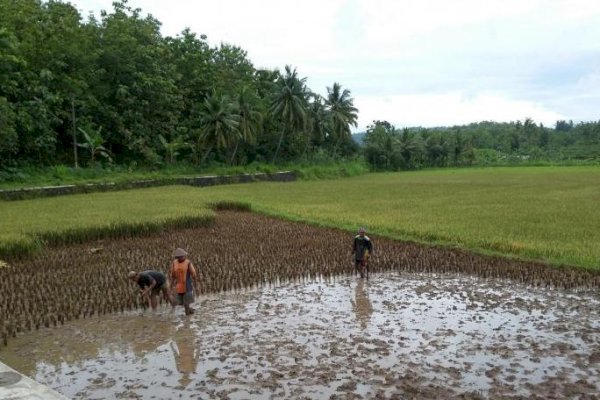 Tingkatkan Produktivitas Pertanian, DPRD Barru Usulkan Program Rehabilitasi Sawah