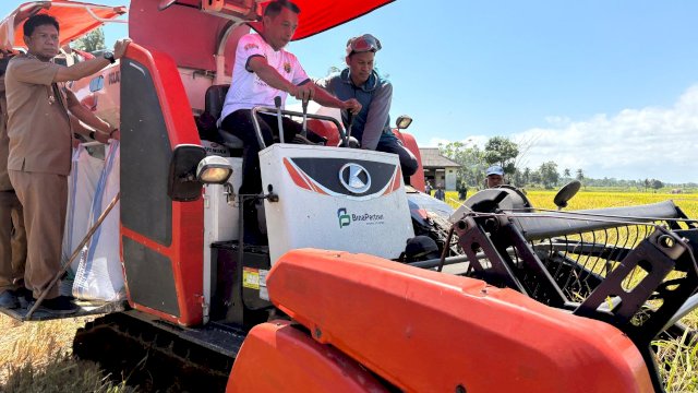 Bupati Sidenreng Rappang, H. Syaharuddin Alrif, bersama masyarakat melaksanakan panen perdana padi di Dusun Larumpu, Desa Bila Riawa, Kecamatan Dua Pitue.