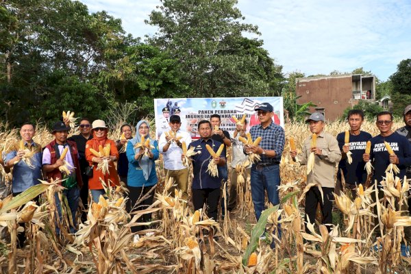 Panen Perdana Jagung Jago Unhas, Parepare Siap Kembangkan Sentra Pembibitan
