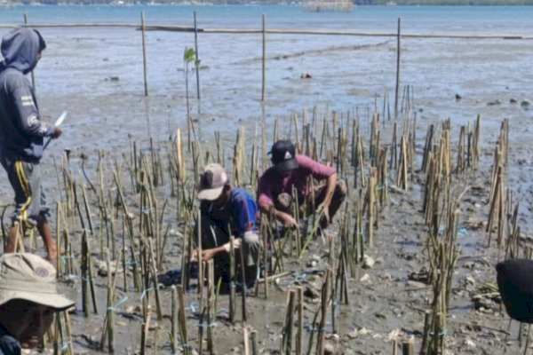 Pemprov Sulsel Galakkan Penanaman Mangrove di Empat Kabupaten, Dukung Ekonomi Biru dan Rehabilitasi Pesisir