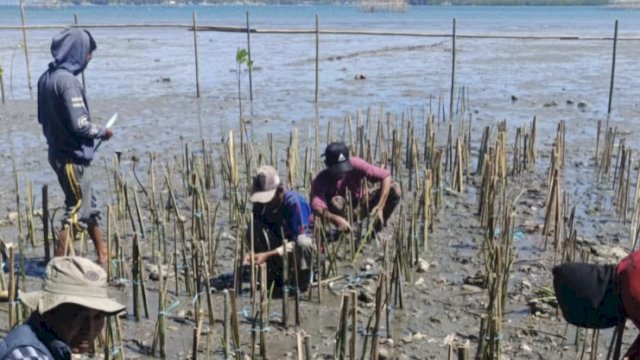 Pemprov Sulsel Galakkan Penanaman Mangrove di Empat Kabupaten, Dukung Ekonomi Biru dan Rehabilitasi Pesisir