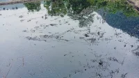 Irigasi dan Sawah Warga Berubah Jadi Hitam Akibat Pipa Minyak PT Vale di Lutim Bocor