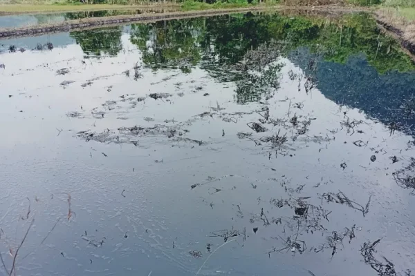 Irigasi dan Sawah Warga Berubah Jadi Hitam Akibat Pipa Minyak PT Vale di Lutim Bocor
