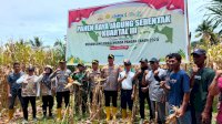 Polres Lutim Gelar Panen Raya Jagung Serentak di Desa Lewonu, Dukung Program Swasembada Pangan