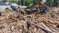 Kemenhut Bolehkan Warga Manfaatkan Gelondongan Kayu Terbawa Banjir Sumatera