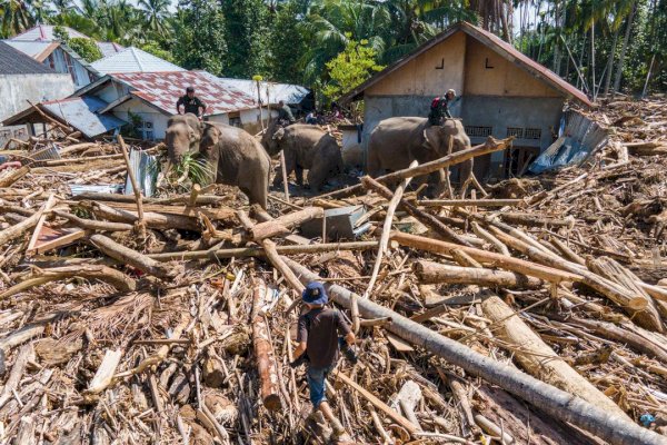 Kemenhut Bolehkan Warga Manfaatkan Gelondongan Kayu Terbawa Banjir Sumatera