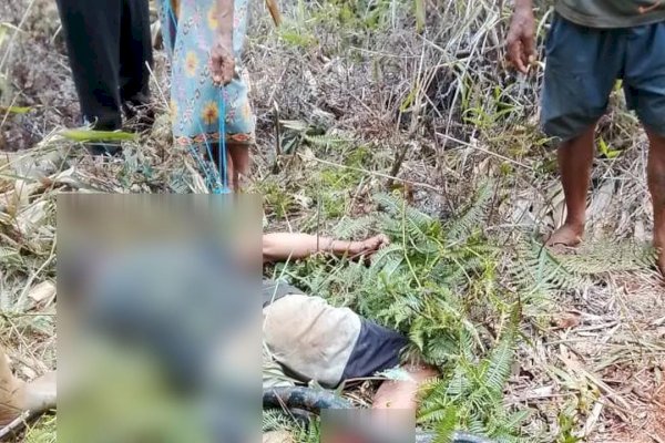 Petani di Lutim Tewas Diserang Ular Piton Saat Pulang dari Kebun