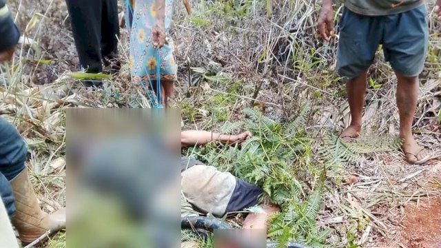 Petani di Lutim Tewas Diserang Ular Piton Saat Pulang dari Kebun