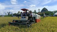 Panen IP300 Tembus 7,5 Ton per Hektare, Sidrap Tunjukkan Lonjakan Produktivitas Petani