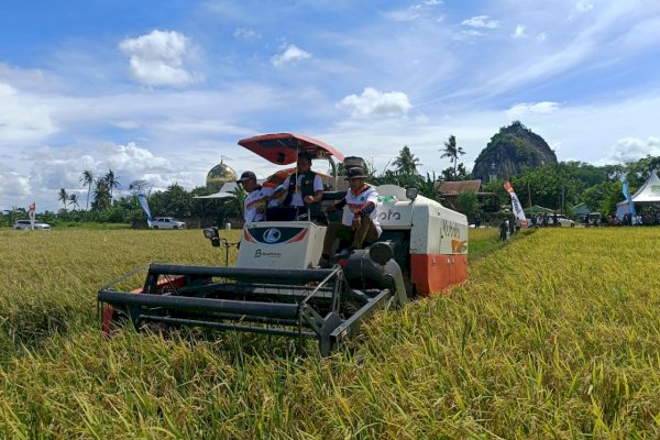 Panen IP300 Tembus 7,5 Ton per Hektare, Sidrap Tunjukkan Lonjakan Produktivitas Petani