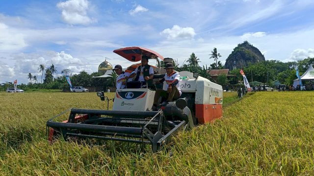 Bupati Syaharuddin Alrif memimpin panen perdana musim tanam IP300.