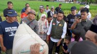 Bupati Sidrap Panen IP 300 di Majjelling, Produktivitas Capai 8 Ton per Hektare