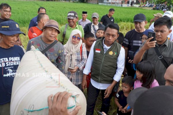 Bupati Sidrap Panen IP 300 di Majjelling, Produktivitas Capai 8 Ton per Hektare