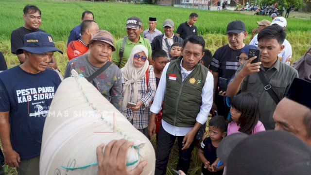 Bupati Sidrap, Syaharuddin Alrif melaksanakan panen Indeks Pertanaman (IP) 300 di Kelurahan Majjelling.