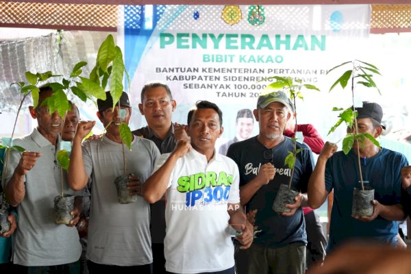 Pemkab Sidrap Salurkan 70 Ribu Bibit Kakao untuk Tingkatkan Kesejahteraan Petani