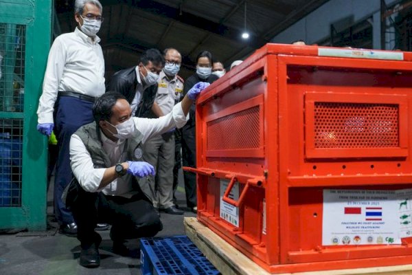 Kemenhut Repatriasi Empat Orangutan Korban Perdagangan Ilegal dari Thailand