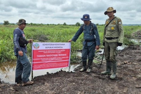 Gakkum Kehutanan dan TN Berbak Sembilang Musnahkan 98,8 Hektare Sawit Ilegal di Kawasan Konservasi