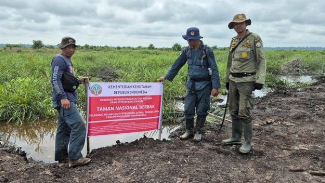 Gakkum Kehutanan dan TN Berbak Sembilang Musnahkan 98,8 Hektare Sawit Ilegal di Kawasan Konservasi.