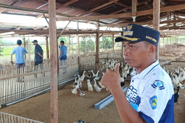 Dari Kolam Ikan hingga Sawah, Syaharuddin Alrif Perlihatkan Model Pertanian Terintegrasi Sidrap
