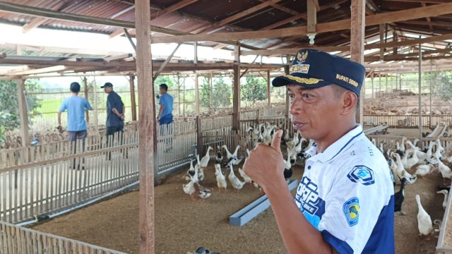 Bupati Sidrap, Syaharuddin Alrif, saat menunjukkan pengelolaan peternakan bebek.