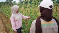 Lewat Program DBD, LAZ Hadji Kalla Berhasil Tingkatkan Produktivitas dan Pendapatan Petani