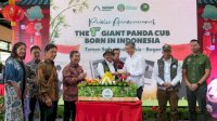 Menhut Raja Juli Umumkan Kelahiran Bayi Panda Pertama di Indonesia