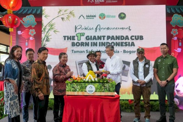 Menhut Raja Juli Umumkan Kelahiran Bayi Panda Pertama di Indonesia
