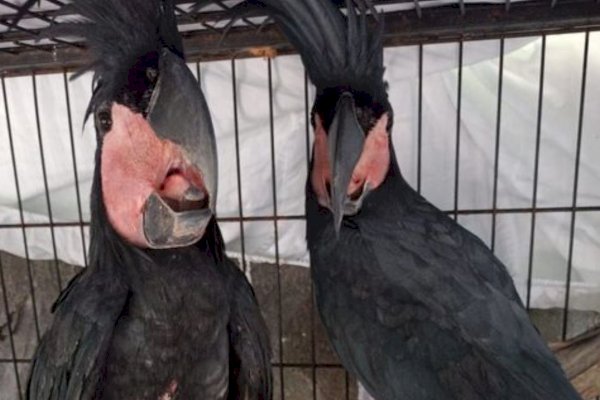 Kemenhut Amankan Tersangka Pemilik Satwa Dilindungi di Manado