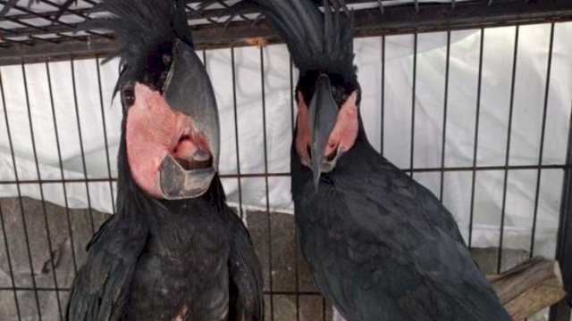 Kemenhut Amankan Tersangka Pemilik Satwa Dilindungi di Manado