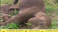 BKSDA Aceh Tangani Kematian Satu Ekor Gajah Sumatera di Aceh Tengah