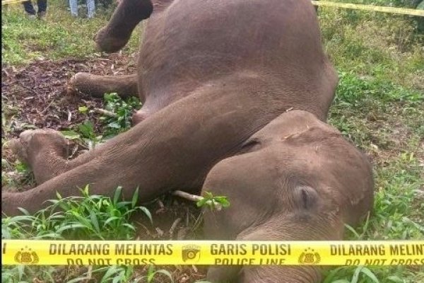 BKSDA Aceh Tangani Kematian Satu Ekor Gajah Sumatera di Aceh Tengah