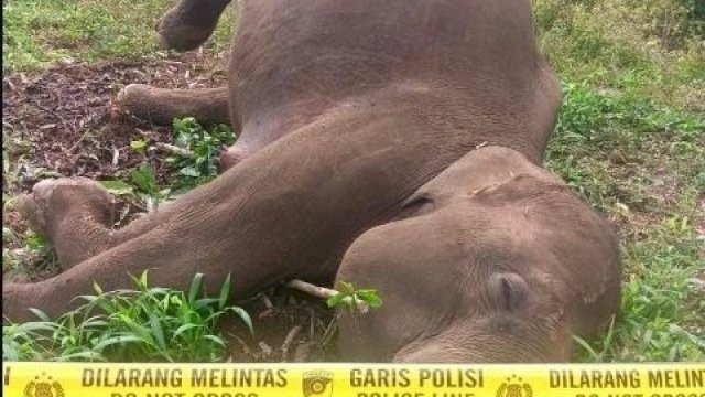 BKSDA Aceh Tangani Kematian Satu Ekor Gajah Sumatera di Aceh Tengah.