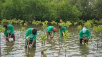 Kantongi SK Bupati, Lokasi CSR Aksi Mangrove Lestari KALLA Resmi Jadi Kawasan Konservasi