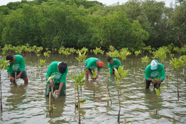Kantongi SK Bupati, Lokasi CSR Aksi Mangrove Lestari KALLA Resmi Jadi Kawasan Konservasi