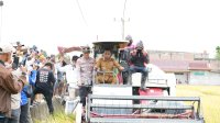 Bupati Syaharuddin Pimpin Panen Raya, Produksi Gabah Sidrap Tembus 665 Ribu Ton