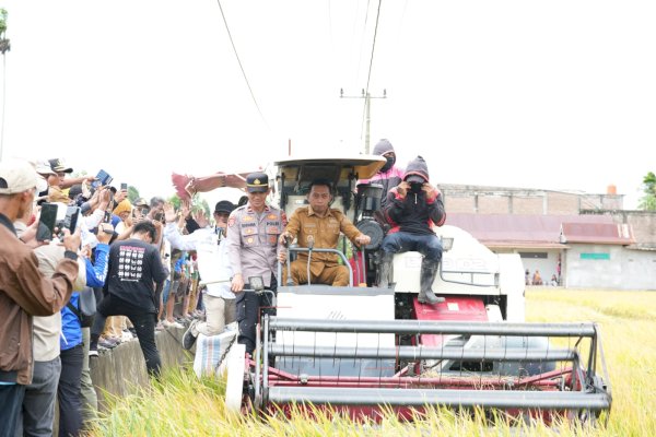 Bupati Syaharuddin Pimpin Panen Raya, Produksi Gabah Sidrap Tembus 665 Ribu Ton