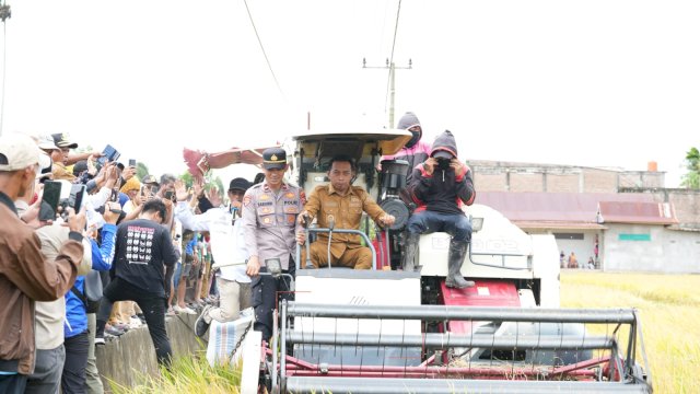 Bupati Sidenreng Rappang (Sidrap) Syaharuddin Alrif melakukan panen raya padi di Desa Bila Riase. (Dok. Humas Sidrap).