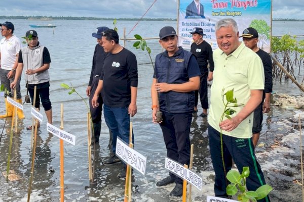 Hijaukan Pesisir, Bupati Irwan Ajak Warga Jaga Pantai Pinrang Lewat Gerakan Tanam Mangrove
