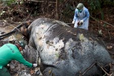 Gakkum Kehutanan Panggil Direksi PT RAPP Terkait Kematian Gajah Sumatera di Areal Konsesi