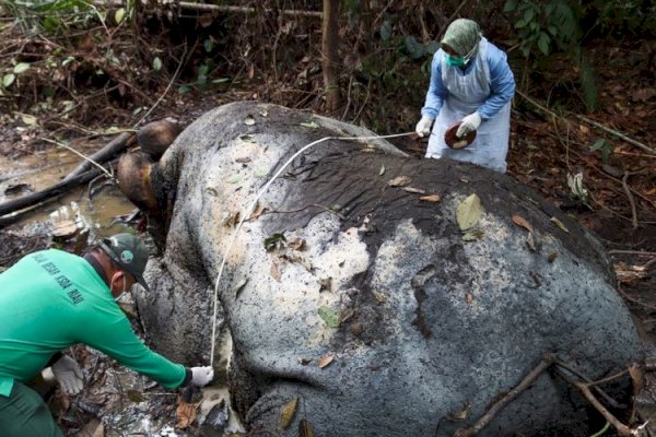 Gakkum Kehutanan Panggil Direksi PT RAPP Terkait Kematian Gajah Sumatera di Areal Konsesi