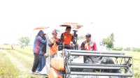 Syaharuddin Alrif Pimpin Panen di Bulo, Pendapatan Petani Sidrap Melonjak hingga Rp62 Juta per Hektare