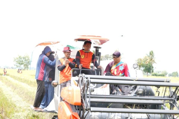 Syaharuddin Alrif Pimpin Panen di Bulo, Pendapatan Petani Sidrap Melonjak hingga Rp62 Juta per Hektare