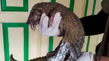 Komitmen Jaga Kekayaan Hayati, Gakkum Kehutanan Limpahkan Tersangka Perdagangan Satwa Dilindungi ke Kejari Magelang