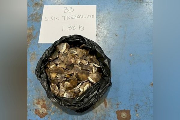 Gakkum Kehutanan Tindak Tegas Pedagang Sisik Trenggiling di Sintang, Denda Maksimal Rp 30 Miliar Menanti