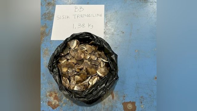 Sisik Trenggiling (Manis javanica).