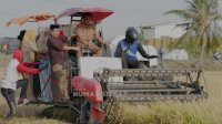 Panen Raya 3.300 Ton, Syaharuddin Alrif Optimistis Sidrap Capai Target Sejuta Ton Gabah